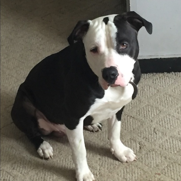 Meet your Posher, Ricky - Picture 1 of 1